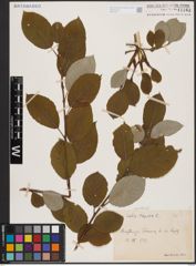 Foto von Salix caprea L.